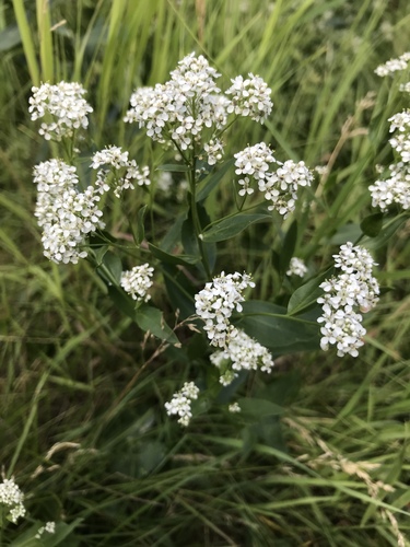 Lepidium latifolium (perennial pepperweed)