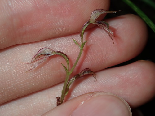 Acianthus fornicatus (Pixie Caps) (alternate view 6)