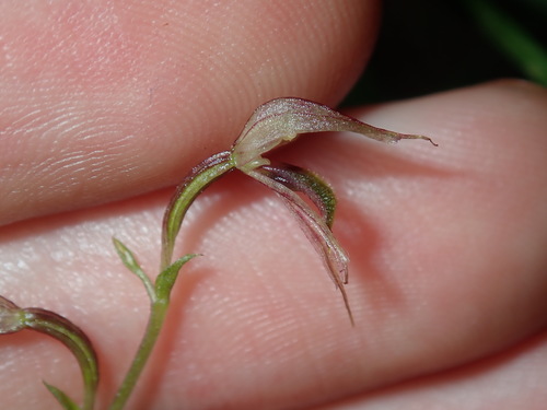 Acianthus fornicatus (Pixie Caps) (alternate view 7)