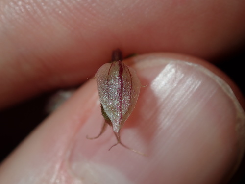 Acianthus fornicatus (Pixie Caps) (alternate view 8)