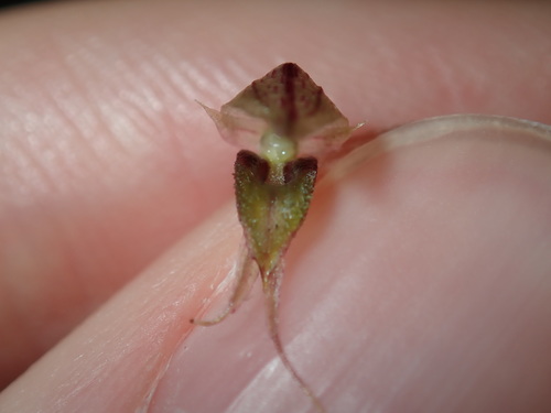 Acianthus fornicatus (Pixie Caps) (alternate view 9)