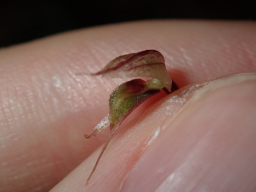 Acianthus fornicatus (Pixie Caps) (alternate view 10)