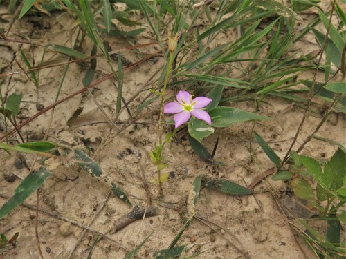 Sabatia campestris (Meadow Pink) (alternate view 9)