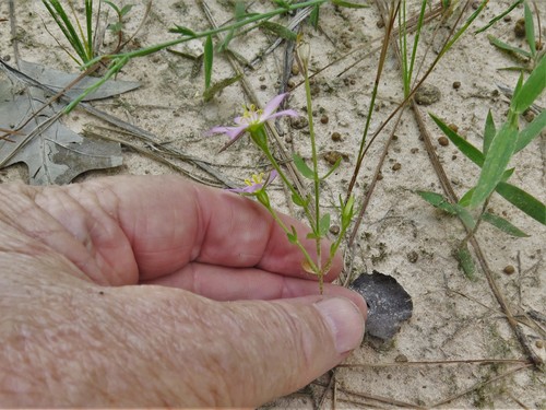 Sabatia campestris (Meadow Pink) (alternate view 10)
