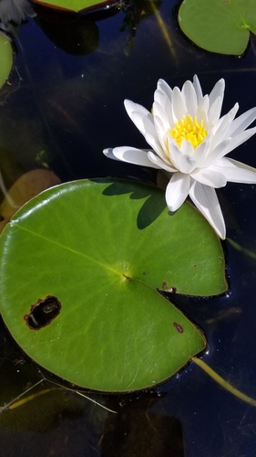 Nymphaea odorata (American white waterlily)