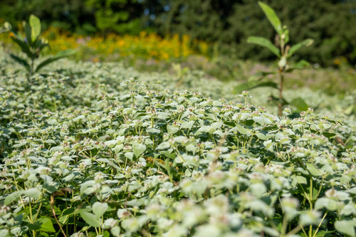Pycnanthemum muticum (Short-Toothed Mountain Mint)