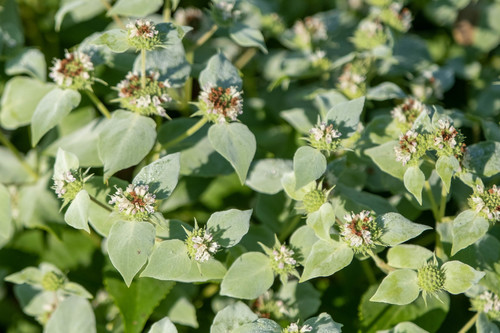 Pycnanthemum muticum (Short-Toothed Mountain Mint)