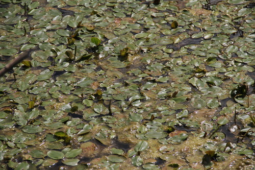 Potamogeton natans (floating-leaved pondweed)