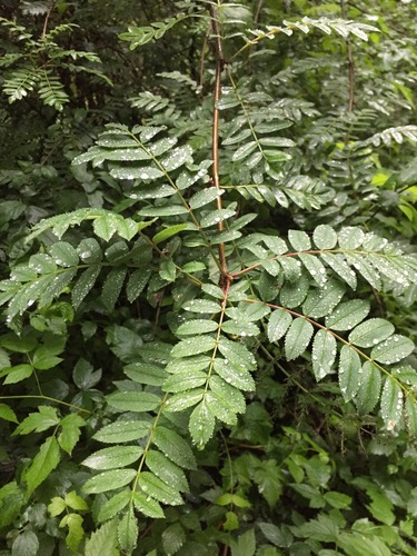 Sorbus aucuparia (European mountain ash)