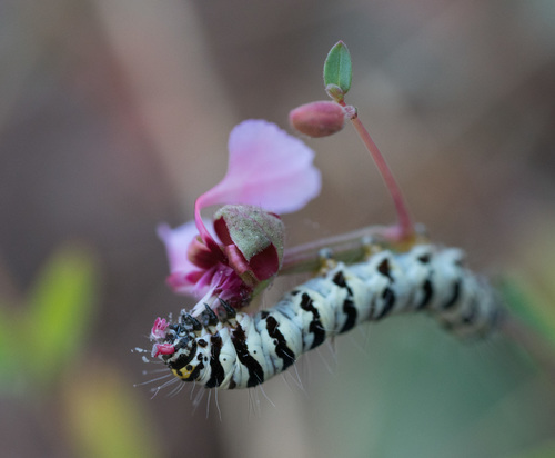 Clarkia unguiculata (Elegant Clarkia) (alternate view 2)
