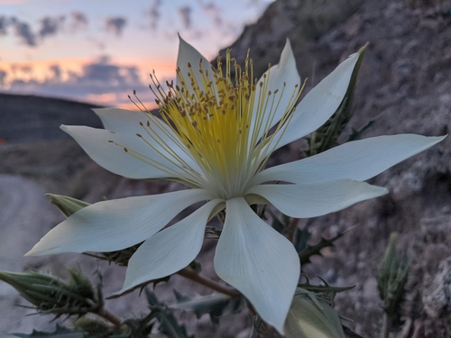 Mentzelia (Blazingstars) (alternate view 5)