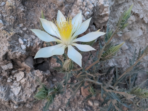 Mentzelia (Blazingstars) (alternate view 6)