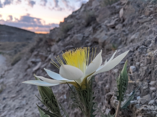 Mentzelia (Blazingstars) (alternate view 7)