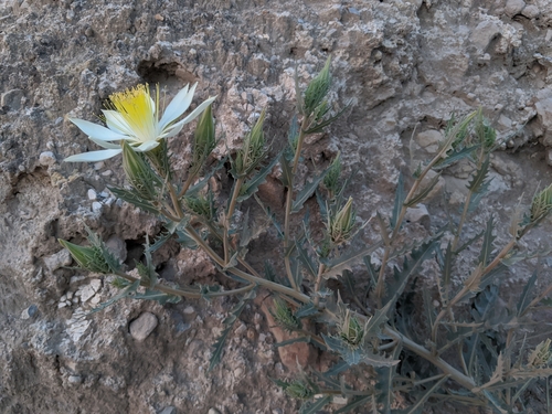 Mentzelia (Blazingstars) (alternate view 8)