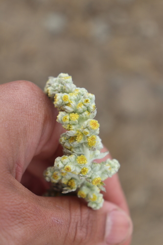 Artemisia pycnocephala (coastal sagewort) (alternate view 3)