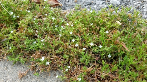 Polypremum procumbens (Rust Weed) (alternate view 6)