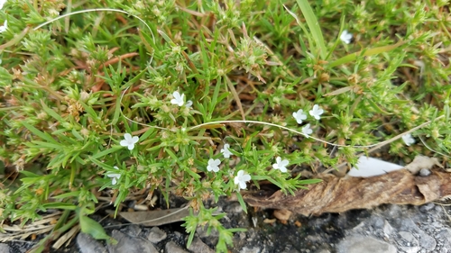 Polypremum procumbens (Rust Weed) (alternate view 7)