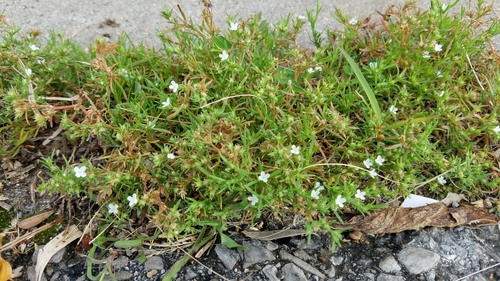 Polypremum procumbens (Rust Weed) (alternate view 8)