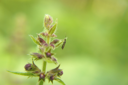 Stachys sylvatica (hedge woundwort)