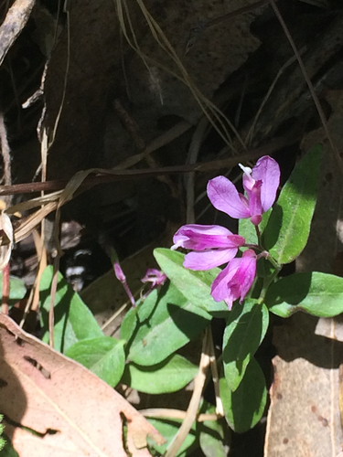 Rhinotropis californica (California milkwort) (alternate view 4)