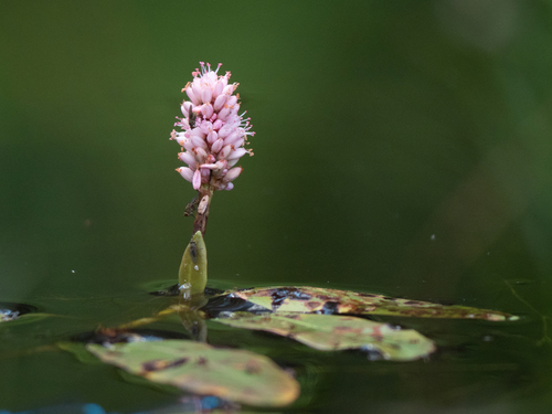 Persicaria amphibia (water smartweed)