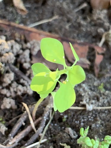 Euphorbia peplus (petty spurge) (alternate view 3)