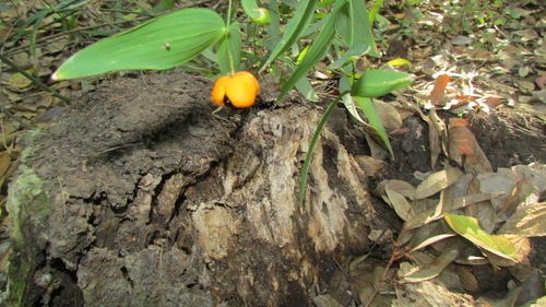 Eustrephus latifolius (Wombat Berry) (alternate view 5)
