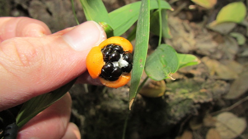 Eustrephus latifolius (Wombat Berry) (alternate view 6)