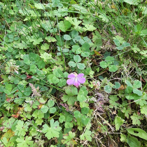 Geranium cantabrigiense (Cambridge Geranium) (alternate view 3)