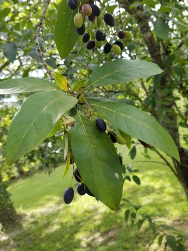 Chionanthus virginicus (White Fringetree) (alternate view 3)