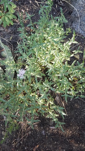 Monardella odoratissima (mountain coyote mint) (alternate view 3)