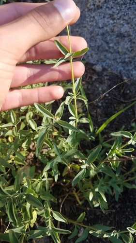Monardella odoratissima (mountain coyote mint) (alternate view 4)