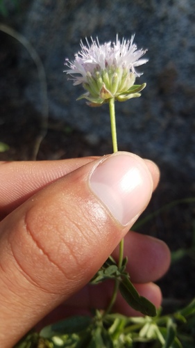 Monardella odoratissima (mountain coyote mint)
