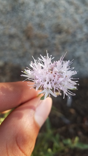 Monardella odoratissima (mountain coyote mint) (alternate view 2)