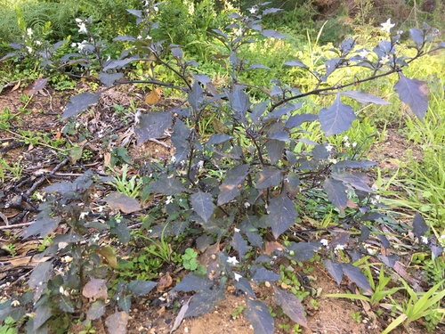 Solanum nigrum (black nightshade)