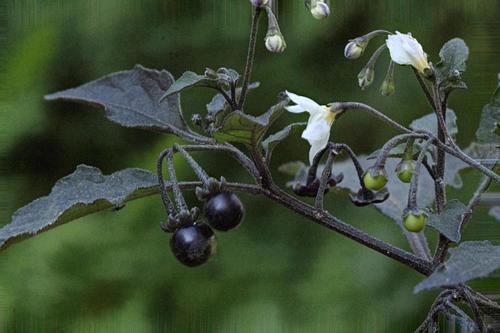 Solanum nigrum (black nightshade) (alternate view 2)