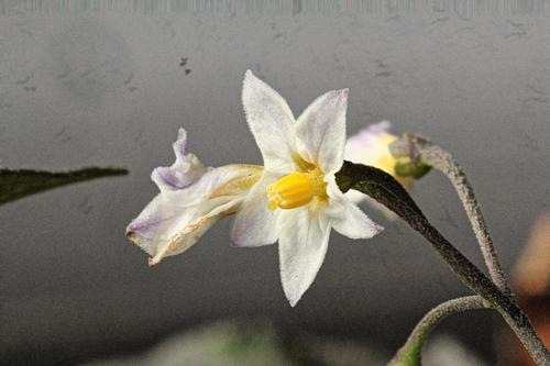 Solanum nigrum (black nightshade) (alternate view 3)