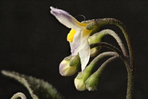 Solanum nigrum (black nightshade) (alternate view 4)