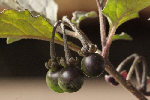 Solanum nigrum (black nightshade) (alternate view 5)