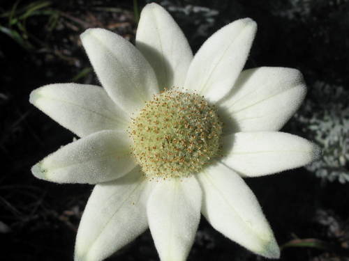 Actinotus helianthi (Flannel Flower) (alternate view 6)