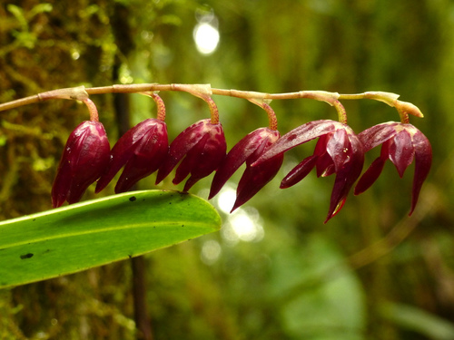 Pleurothallis