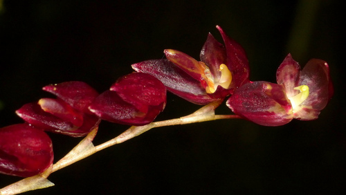Pleurothallis (alternate view 2)