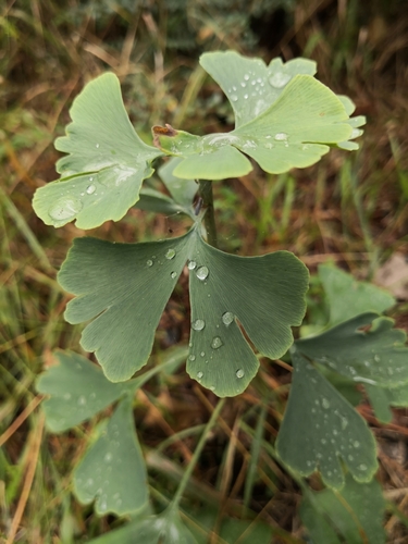 Ginkgo biloba (ginkgo, maidenhair tree) (alternate view 6)