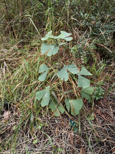 Ginkgo biloba (ginkgo, maidenhair tree) (alternate view 7)