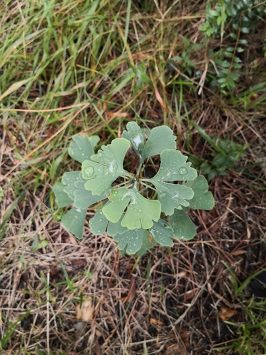 Ginkgo biloba (ginkgo, maidenhair tree) (alternate view 8)