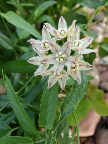 Funastrum heterophyllum (Hartweg's climbing milkweed) (alternate view 5)