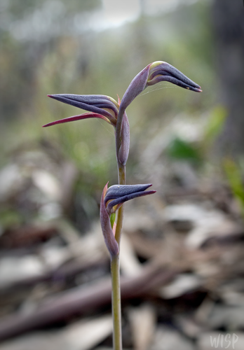 Lyperanthus suaveolens (brown beaks)