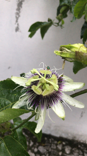 Passiflora edulis (passion fruit)