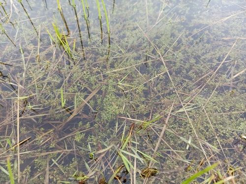 Galium palustre (Common Marsh-bedstraw)