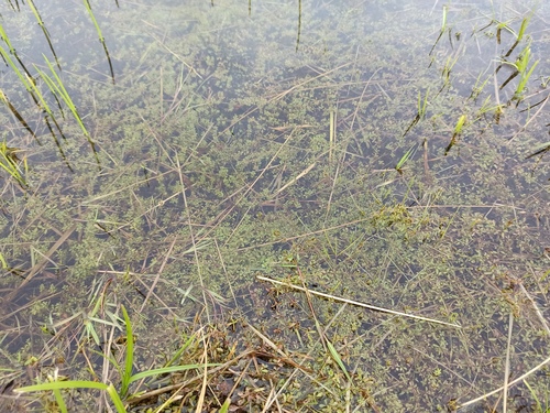 Galium palustre (Common Marsh-bedstraw)